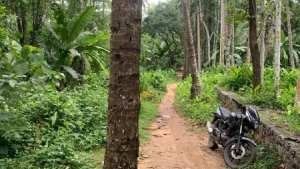 കനാൽ റോഡിലുള്ള മരങ്ങൾ മുറിച്ചു മാറ്റണം