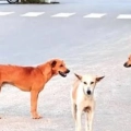 അധ്യാപികയെ തെരുവ് നായ കടിച്ചു.