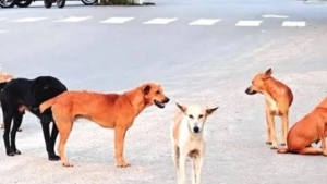 അധ്യാപികയെ തെരുവ് നായ കടിച്ചു.