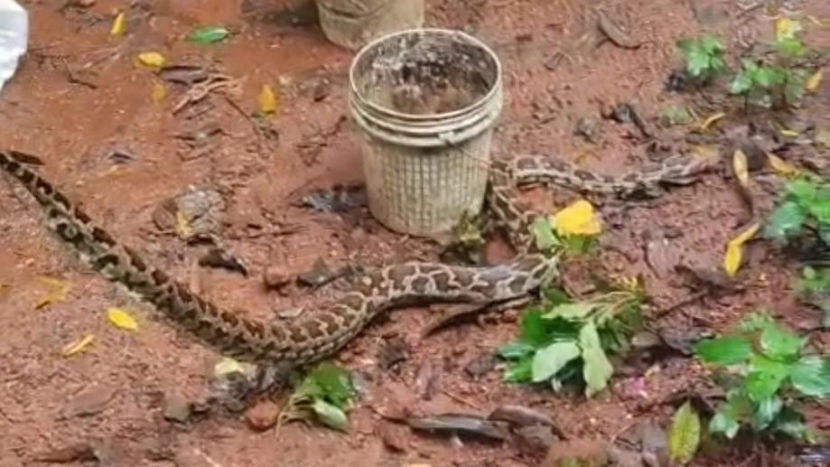  പെരുമ്പാമ്പിനെ പിടികൂടി.