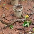 പെരുമ്പാമ്പിനെ പിടികൂടി.