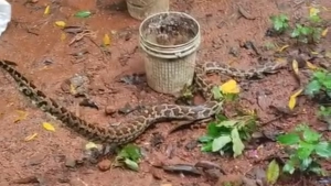 പെരുമ്പാമ്പിനെ പിടികൂടി.