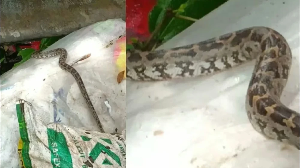  പെരുമ്പാമ്പിനെ ചാക്കിൽ കെട്ടി ഉപേക്ഷിച്ച നിലയിൽ