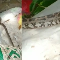 പെരുമ്പാമ്പിനെ ചാക്കിൽ കെട്ടി ഉപേക്ഷിച്ച നിലയിൽ