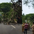 കോരപ്പുഴ പാലത്തിന് സമീപം മരം മുറിഞ്ഞുവീണ്  ഗതാഗതം പൂർണമായും തടസപ്പെട്ടു