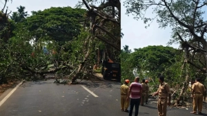 കോരപ്പുഴ പാലത്തിന് സമീപം മരം മുറിഞ്ഞുവീണ്  ഗതാഗതം പൂർണമായും തടസപ്പെട്ടു