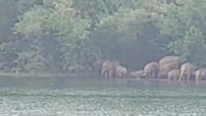 കക്കയത്ത് കാട്ടാനക്കൂട്ടം പുഴയ്ക്കക്കരെ മുപ്പതാം മൈൽ മേഖലയിൽ ഭീതി