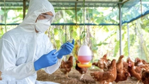 പക്ഷിപ്പനി: ജാഗ്രത പാലിക്കണമെന്ന് കോഴിക്കോട് ജില്ലാ കളക്ടർ