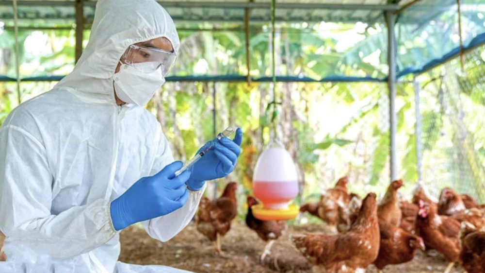  പക്ഷിപ്പനി ;കോഴിക്കോട് അഞ്ചിടങ്ങളിലായി 15000ത്തോളം വളർത്തുപക്ഷികളെ കൊന്നൊടുക്കി