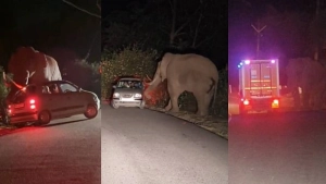 മൂന്നാറിൽ വീണ്ടും പടയപ്പയിറങ്ങി; കാർ യാത്രക്കാർക്ക് നേരെ ആക്രമണം