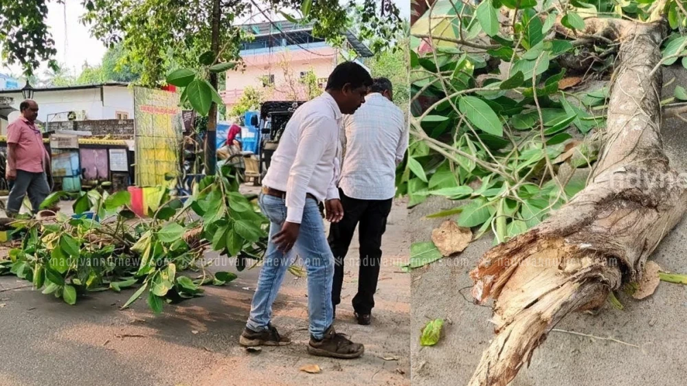  കൊയിലാണ്ടിയിൽ ഓടിക്കൊണ്ടിരുന്ന ബൈക്കിനു മുകളിൽ മരം മുറിഞ്ഞു വീണ് യുവാവിന് ഗുരുതര പരിക്ക്