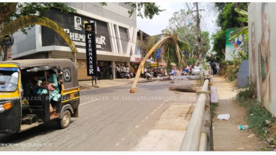  പേരാമ്പ്ര അങ്ങാടിയിൽ തെങ്ങ് മുറിഞ്ഞു വീണു; വൻ ദുരന്തം  ഒഴിവായി