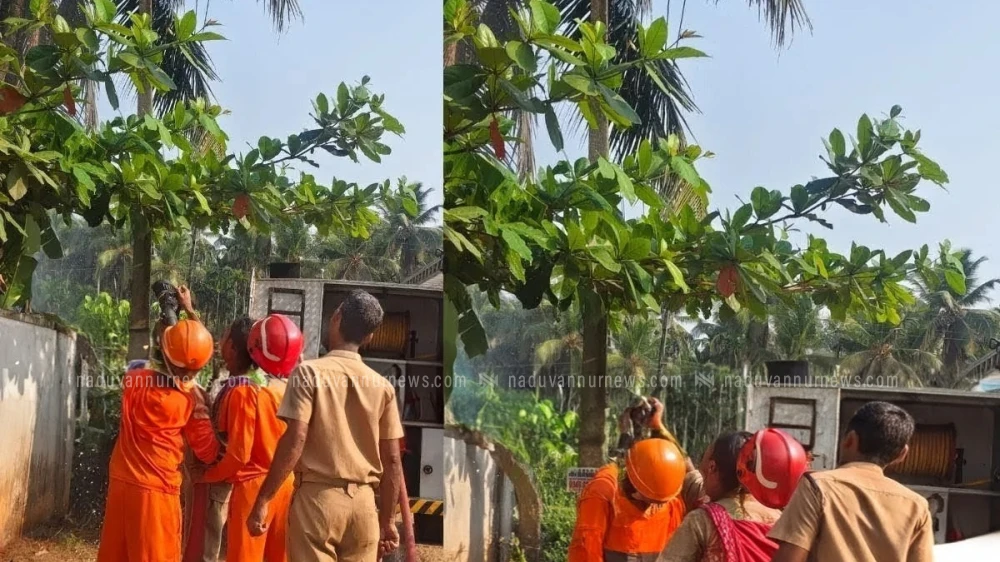  വടക്കുമ്പാട്  വീട്ടുമുറ്റത്തെ തെങ്ങിന് തീപിടിച്ചത് പരിഭ്രാന്തി പരത്തി
