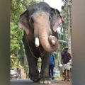 ഗജരാജൻ പല്ലാട്ട് ബ്രഹ്മദത്തൻ ഇടിമിന്നലേറ്റ് ചരിഞ്ഞു