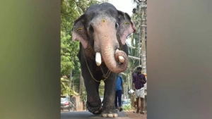 
                        ഗജരാജൻ പല്ലാട്ട് ബ്രഹ്മദത്തൻ ഇടിമിന്നലേറ്റ് ചരിഞ്ഞു
