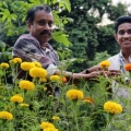 വീട്ടുമുറ്റത്ത് ചെണ്ടുമല്ലി കൃഷിചെയ്ത് വിദ്യാർത്ഥി മാതൃകയായി