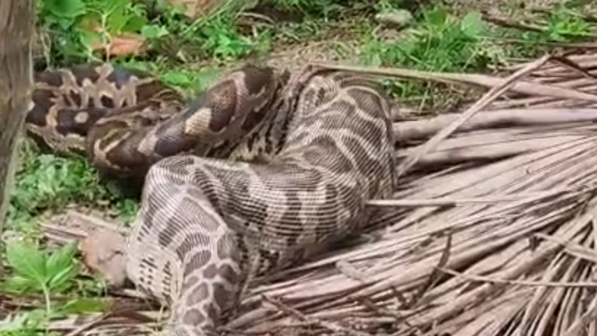  കക്കഞ്ചേരിയിൽ പെരുമ്പാമ്പിനെ പിടികൂടി