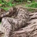 കക്കഞ്ചേരിയിൽ പെരുമ്പാമ്പിനെ പിടികൂടി