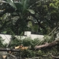പൂനൂരിൽ റോഡിൽ മരക്കൊമ്പ് വീണ് ഗതാഗതം തടസ്സപ്പെട്ടു