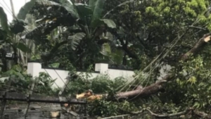 പൂനൂരിൽ റോഡിൽ മരക്കൊമ്പ് വീണ് ഗതാഗതം തടസ്സപ്പെട്ടു